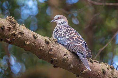 Oriental Turtle-Dove reference