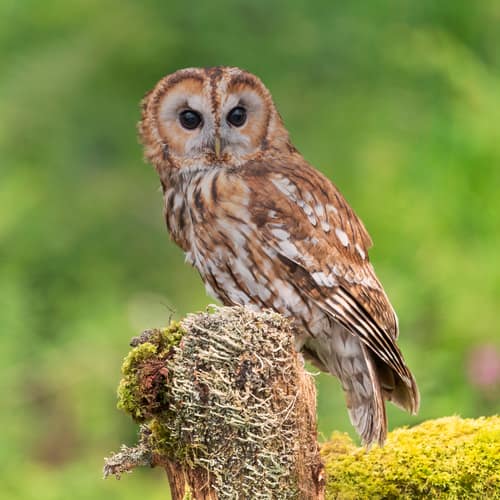Tawny Owl reference