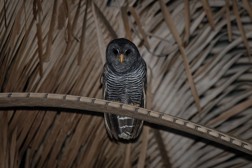 Black-banded Owl reference
