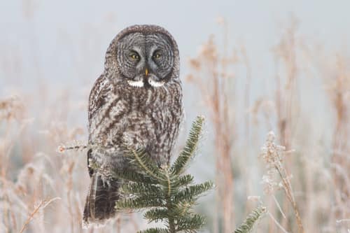 Great Grey Owl reference