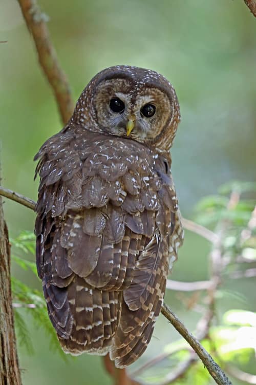 Northern Spotted Owl reference