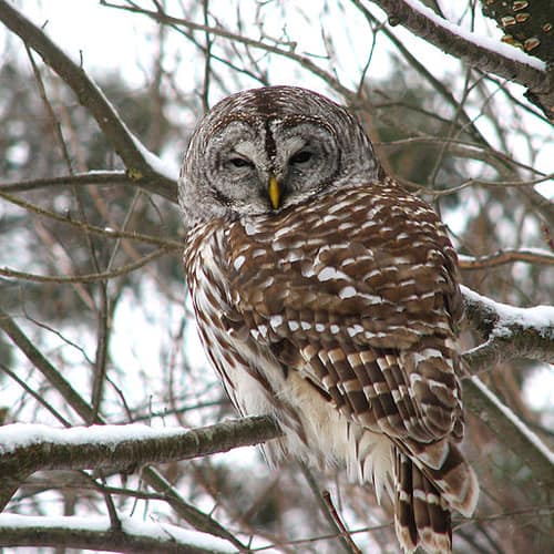 Barred Owl reference