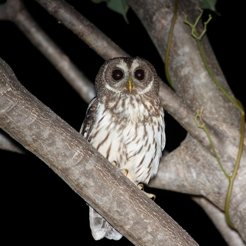 Mottled Owl reference