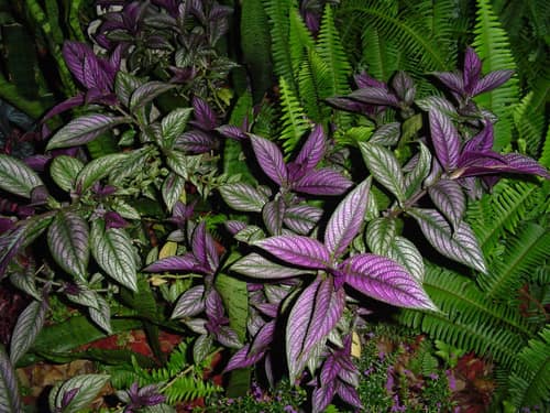 Persian Shield reference