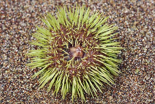 Green Sea Urchin reference