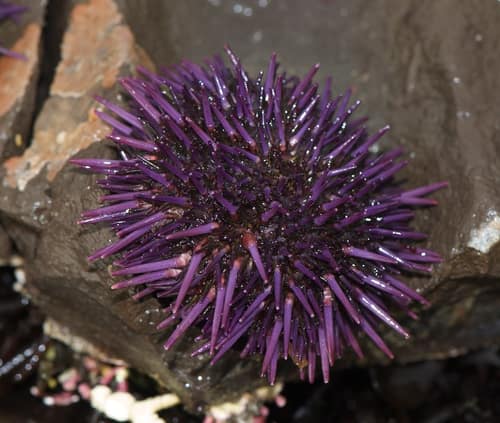 Purple Sea Urchin reference