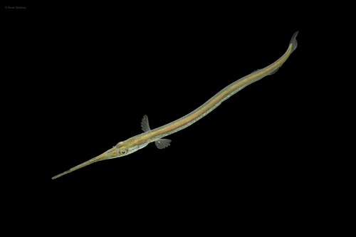 Atlantic Needlefish reference