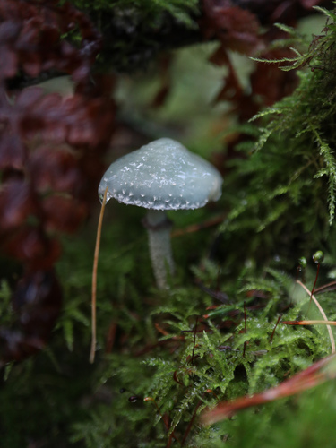 Verdigris Agaric reference