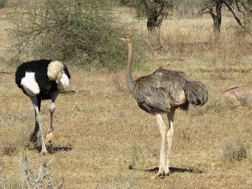 Somali Ostrich reference