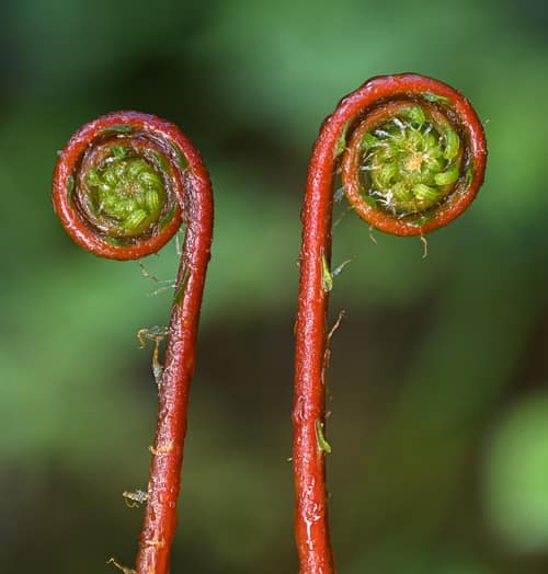 Deer Fern reference
