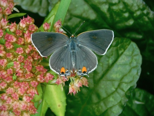Gray Hairstreak reference