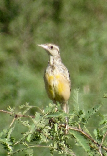 Chihuahuan Meadowlark reference