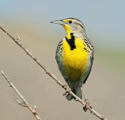Western Meadowlark reference