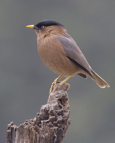 Brahminy Starling reference