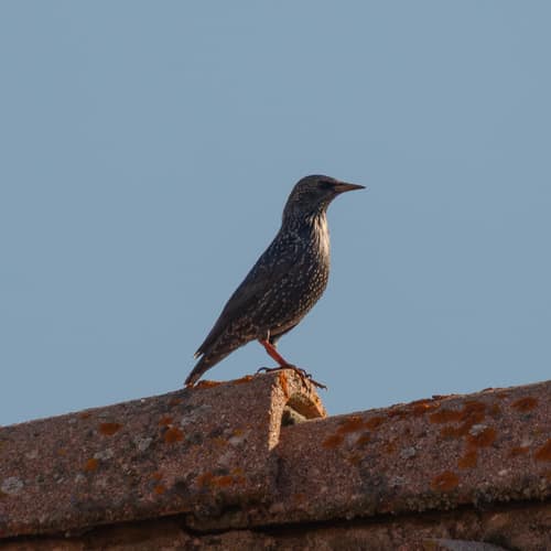 Spotless Starling reference