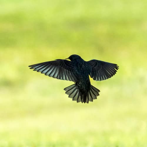 European Starling reference