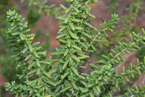 Shrubby Seablite reference