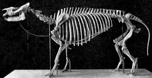 Subhyracodon reference