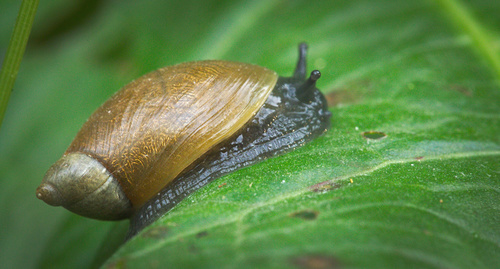European Amber Snail reference