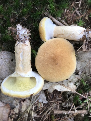 Hollow-stemmed Bolete reference