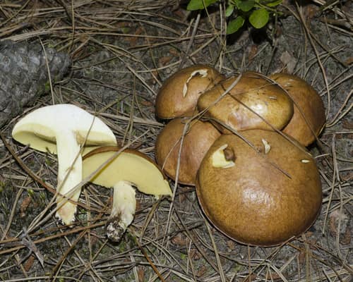 Dotted-stalk Suillus reference