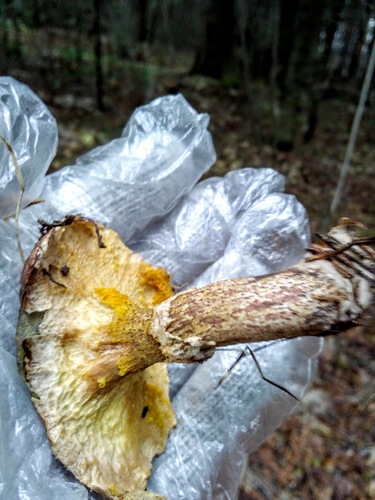 Siberian Suillus reference