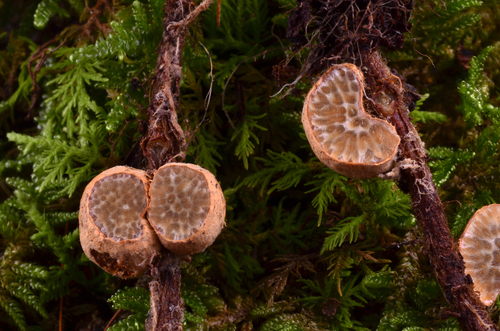 Painted Suillus reference