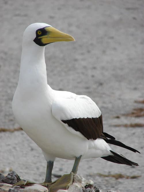 Masked Booby reference