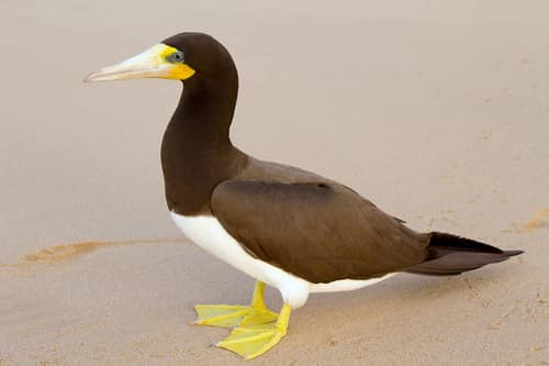 Brown Booby reference