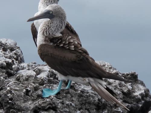 Blue-footed Booby reference