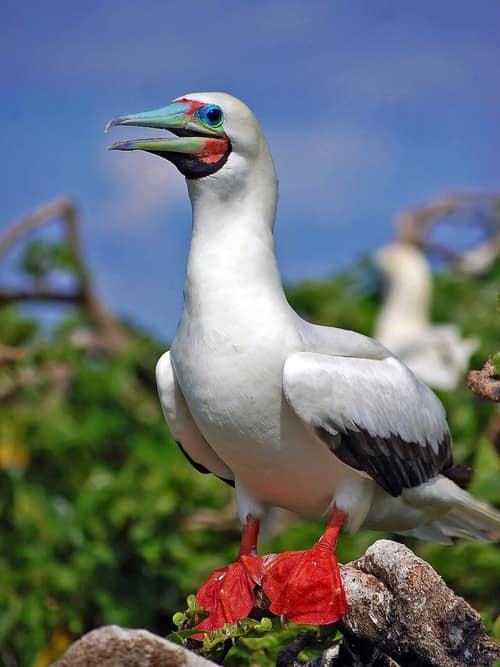 Red-footed Booby reference