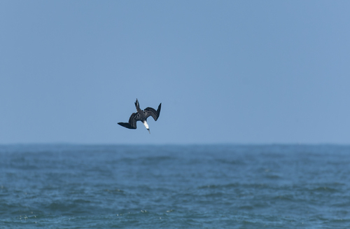 Peruvian Booby reference