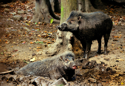 Visayan Warty Pig reference