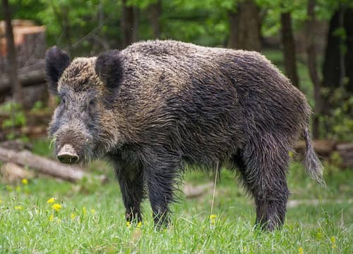 Eurasian Wild Boar reference