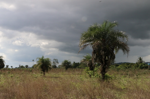 Licuri Palm reference