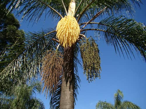 Queen Palm reference