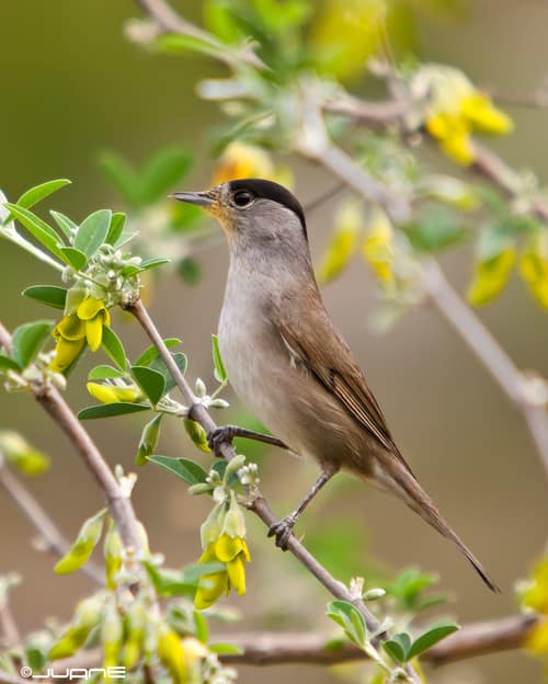 Eurasian Blackcap reference