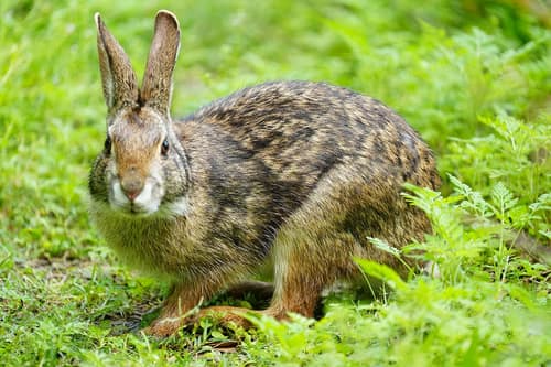 Swamp Rabbit reference