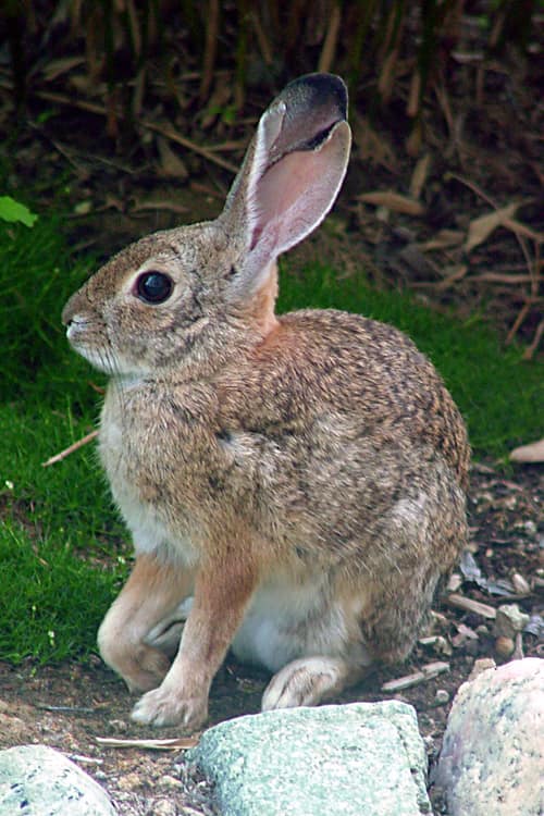 Desert Cottontail reference