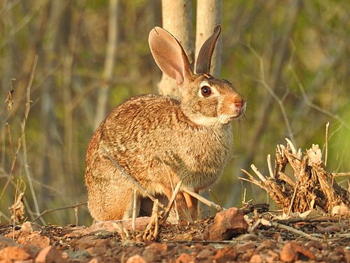 Mexican Cottontail reference