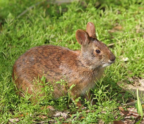 Marsh Rabbit reference