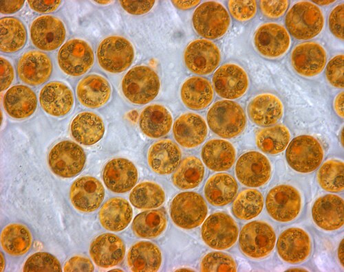 Zooxanthellae reference
