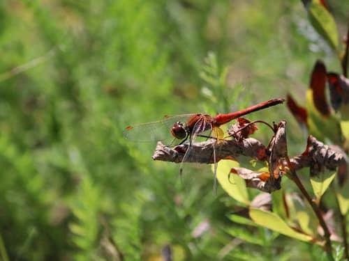 Yellow-Winged Darter reference