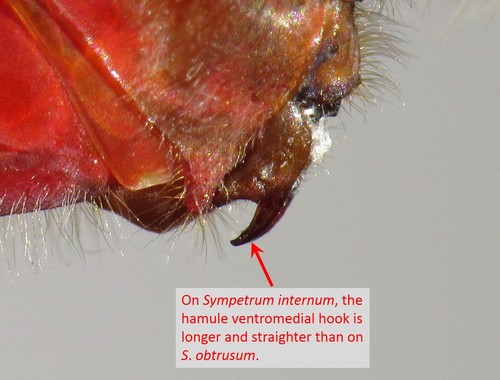 Cherry-faced Meadowhawk reference