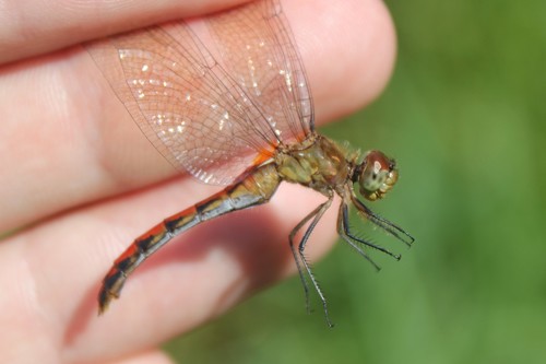 Ruby Meadowhawk reference