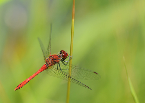 Ruddy Darter reference