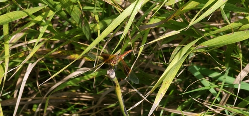 Band-Winged Meadowhawk reference