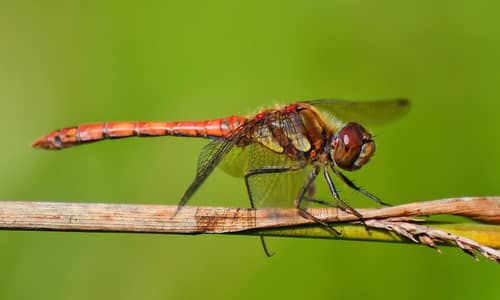 Common Darter reference