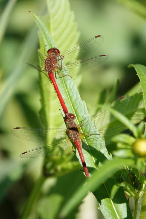 Autumn Meadowhawk reference