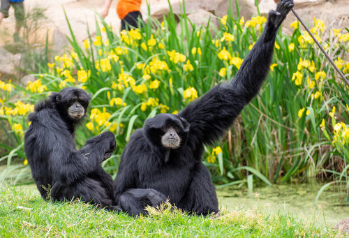 Siamang reference